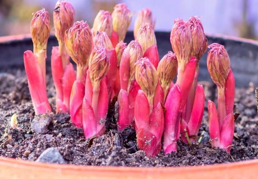 جوانه پیونی در گلدان