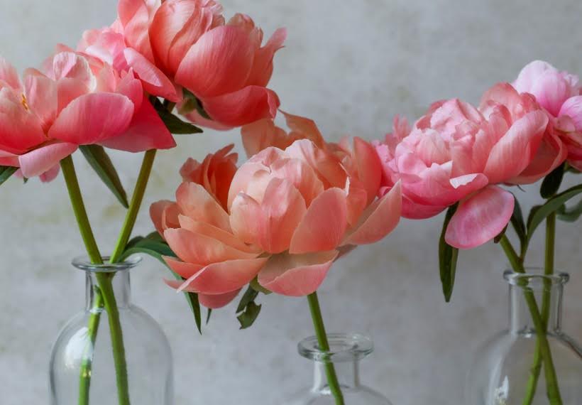 پیونی کورال چارم