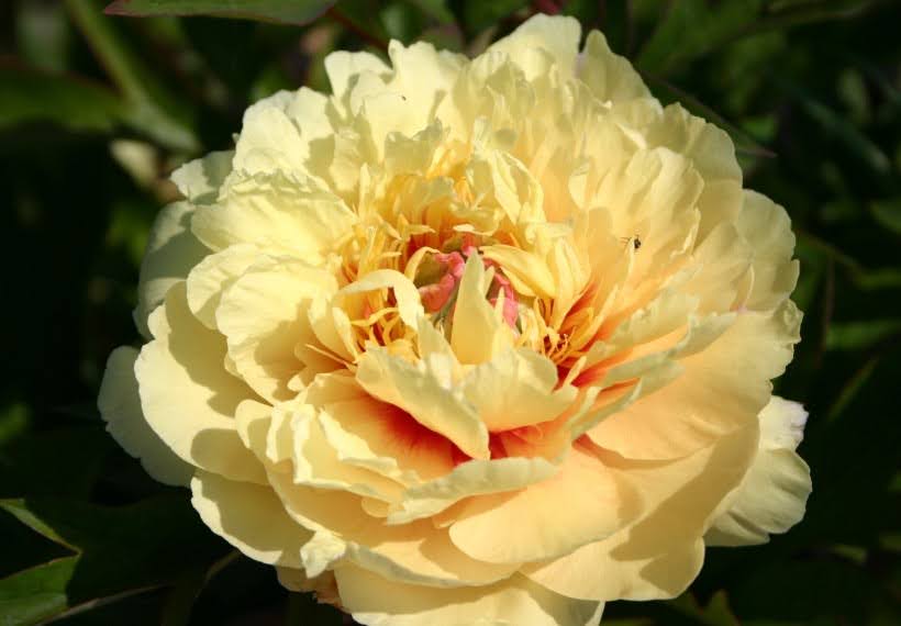 پیونی زرد بارتزلا