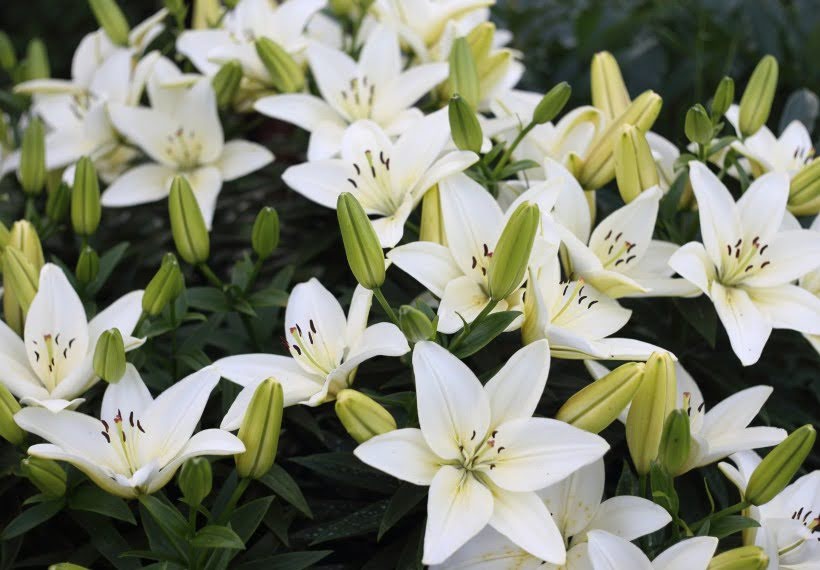 لیلیوم سفید کلاسیک