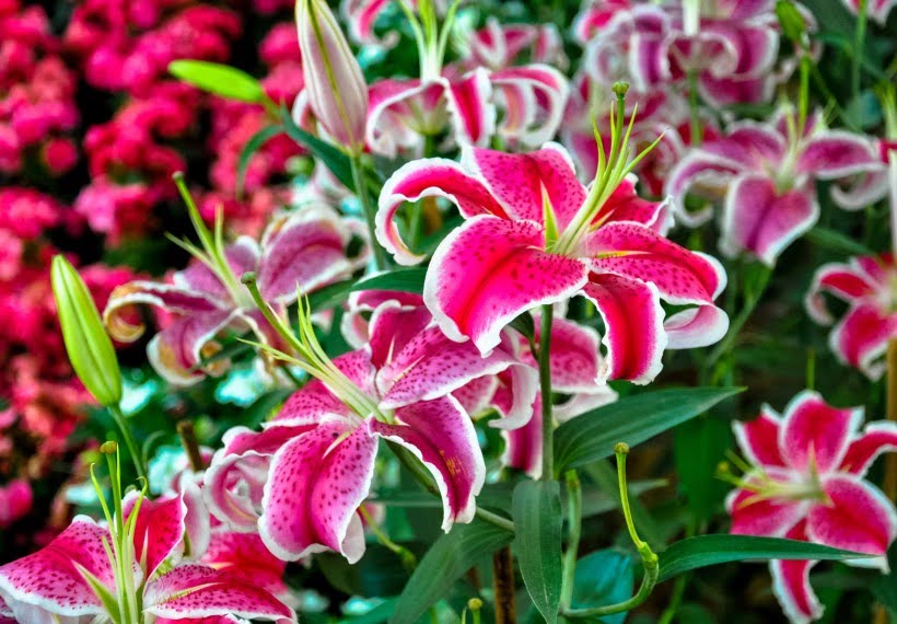 لیلیوم صورتی