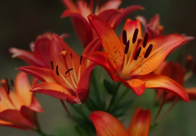 لیلیوم کلاسیک