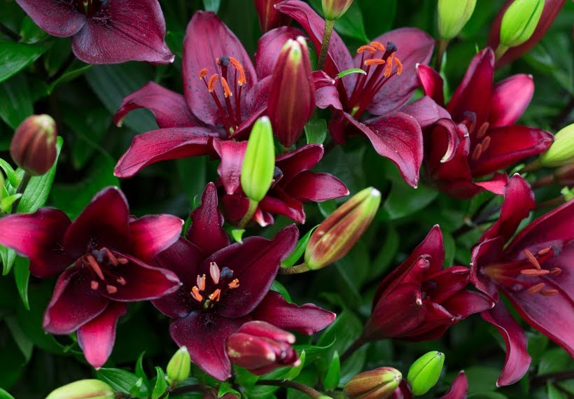 لیلیوم سماقی