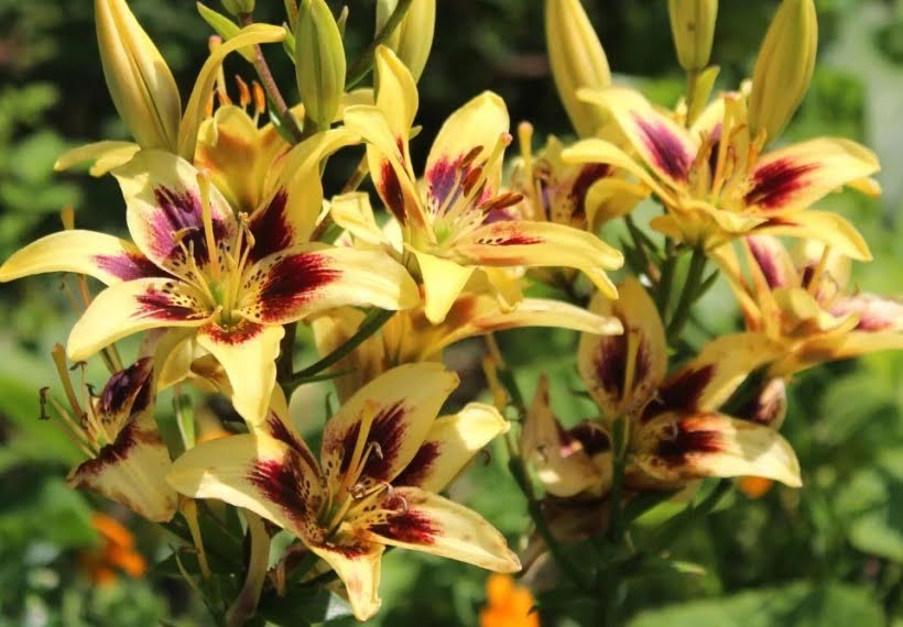 لیلیوم زرد با مرکز شرابی