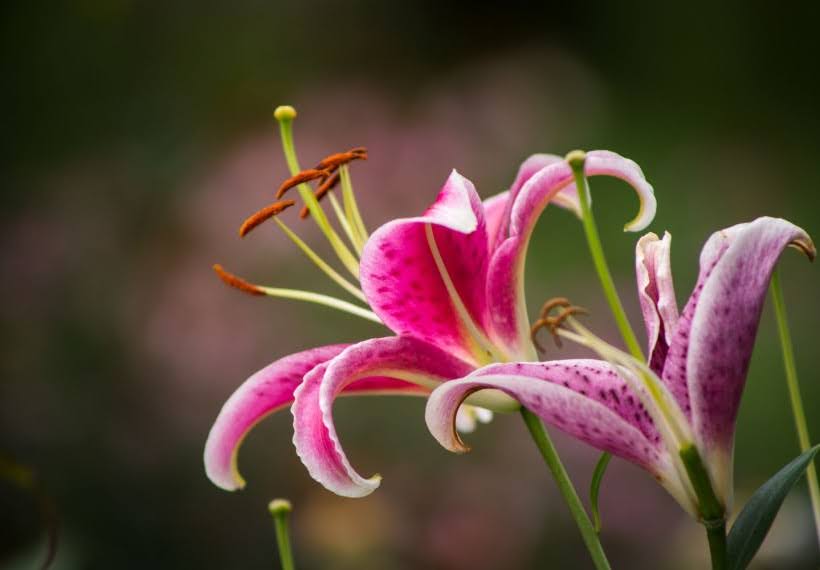 اورینتال استارگیزر صورتی