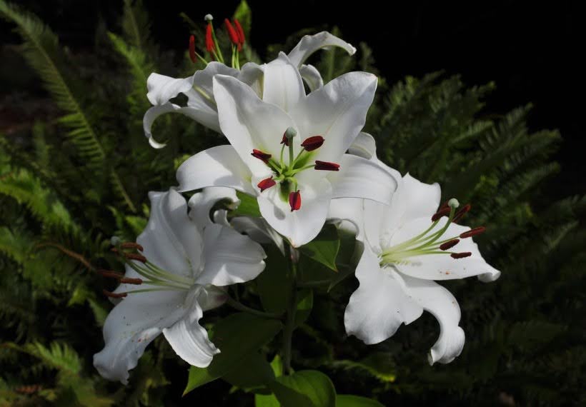 اورینتال کازابلانکا