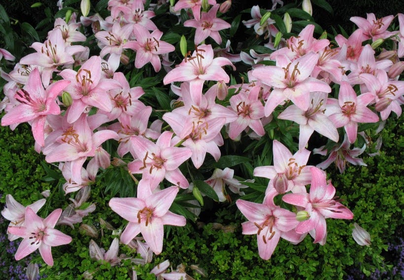 اورینتال مونالیزا