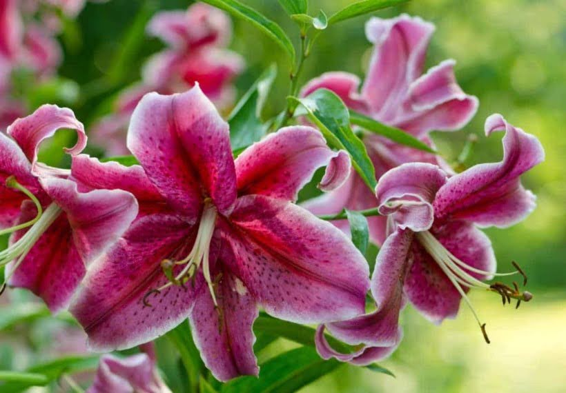 گیاه اورینتال