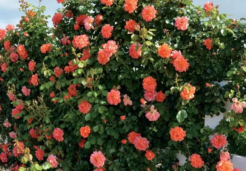 درختچه رز نارنجی