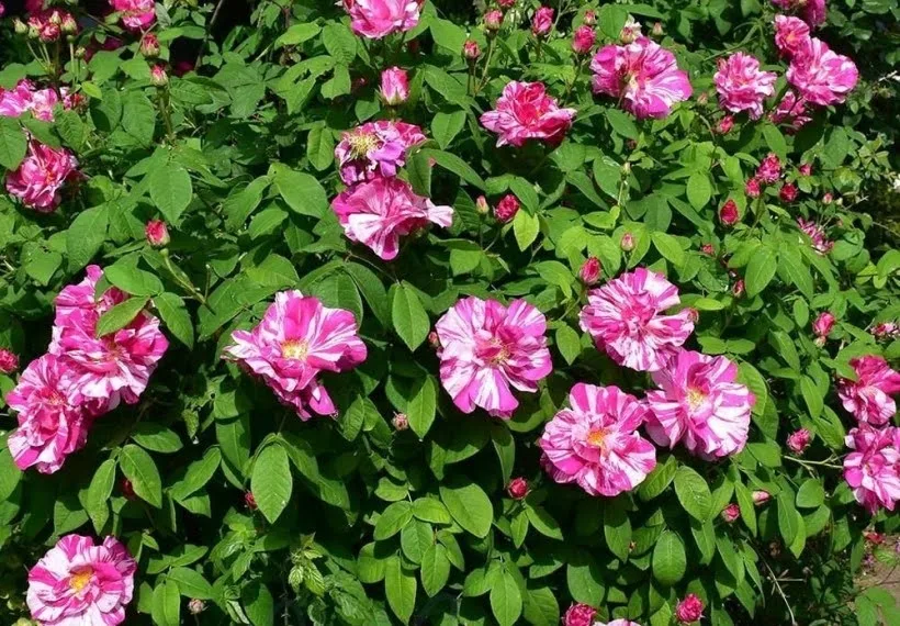 رز باغی قدیمی سفید و صورتی راه‌راه