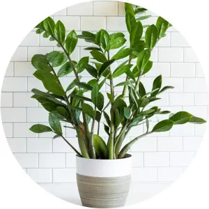 Houseplants Category