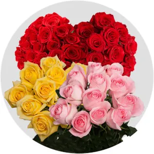 Rose Flower Category