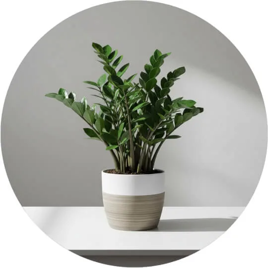 Houseplants Category