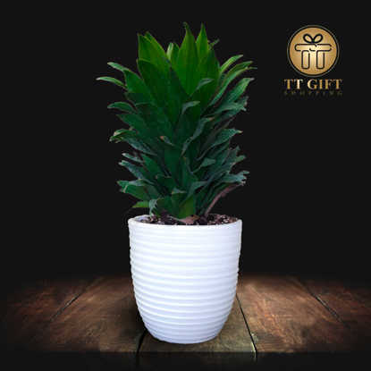 سفارش اینترنتی گلدان گل دراسنا کامپکت خرید گلدان گل دراسنا کامپکت