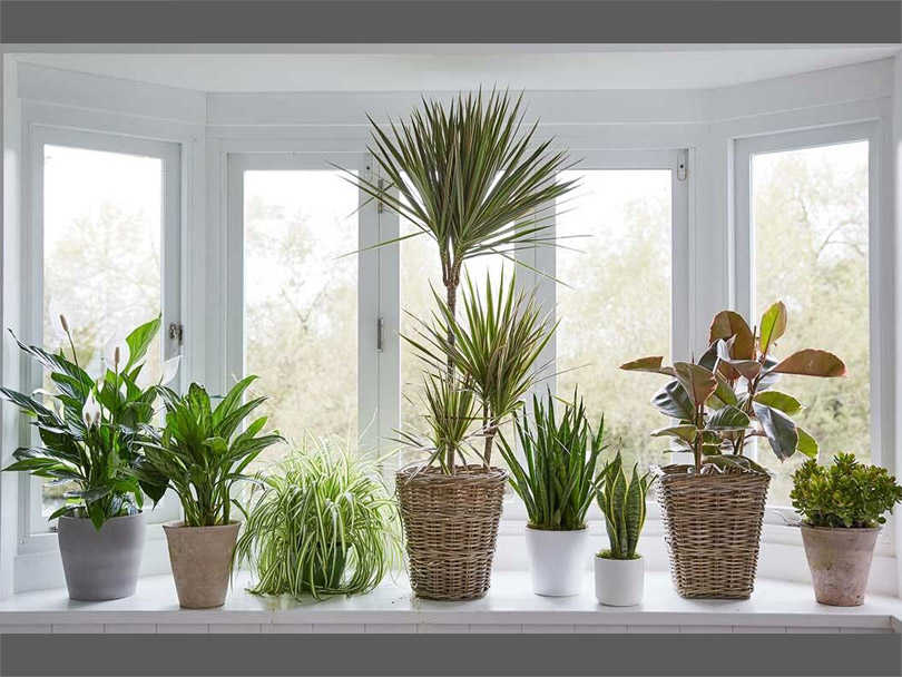 انتخاب گلدان مناسب برای گیاهان انتخاب گلدان مناسب برای گیاهان