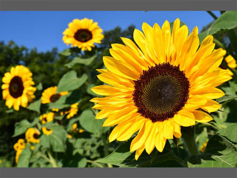 آشنایی با گل آفتابگردان آشنایی با گل آفتابگردان