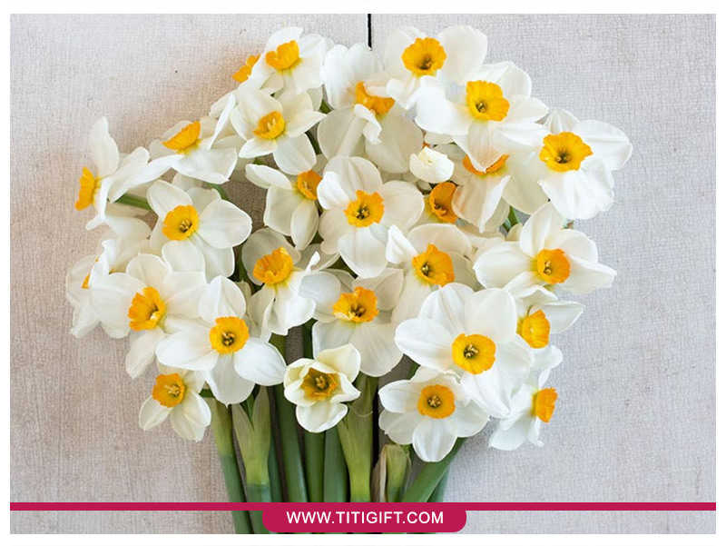 آشنایی با گل نرگس