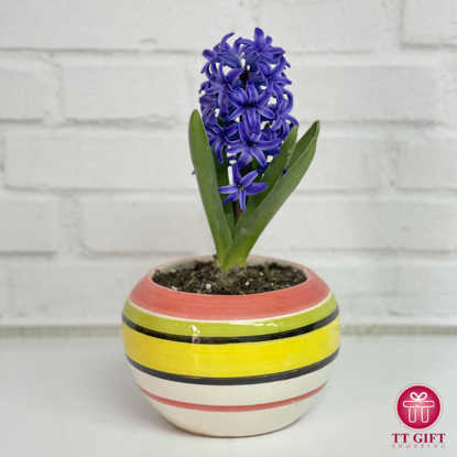 خرید گل سنبل اینترنتی سفارش گل سنبل انلاین