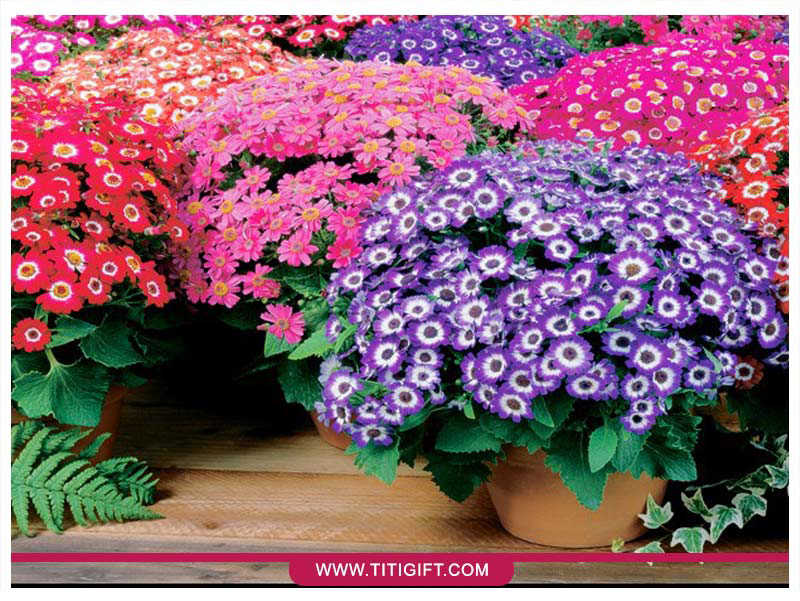 آشنایی با گل سینره