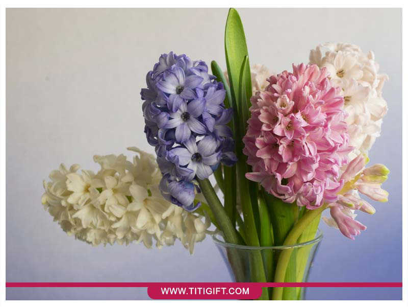 آشنایی با گل سنبل