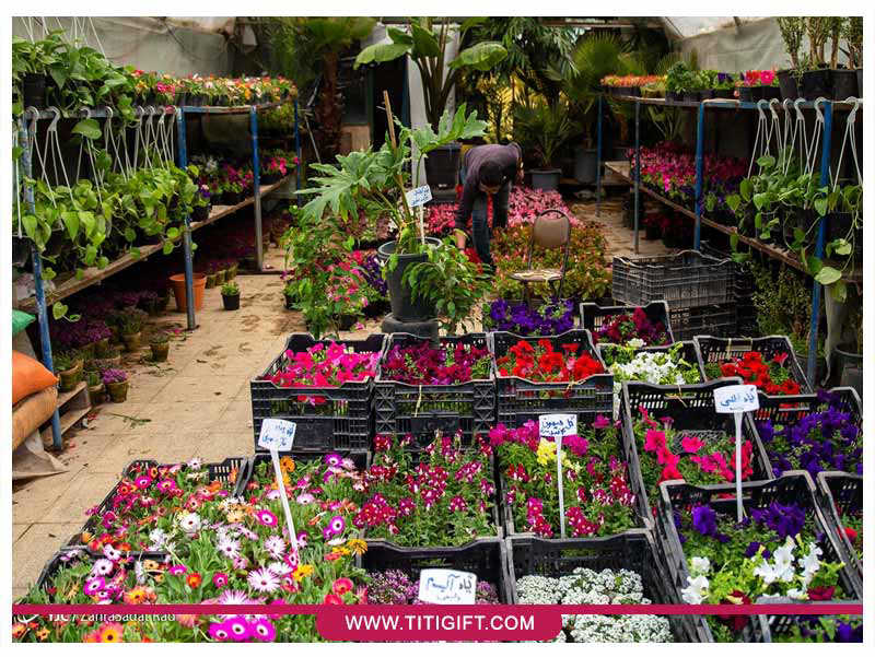 بازار گل شهید محلاتی تهران