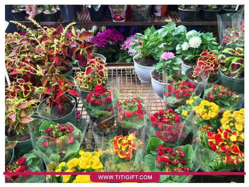 بازار گل غرب (آبشناسان) تهران