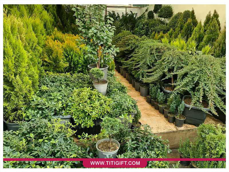 بازار گل شهید بابایی تهران