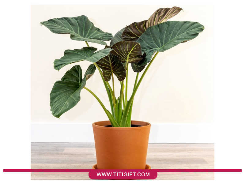 آشنایی با گل باباآدم