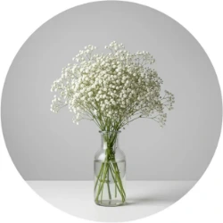 تصویر برای دسته  گل ژیپسوفیلا