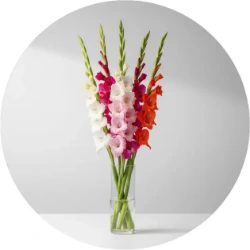 تصویر برای دسته  گل گلایل