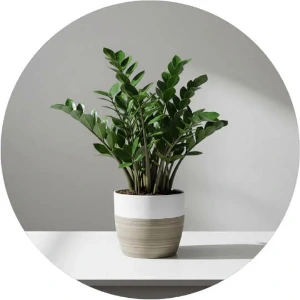 Picture for category Indoor Plants