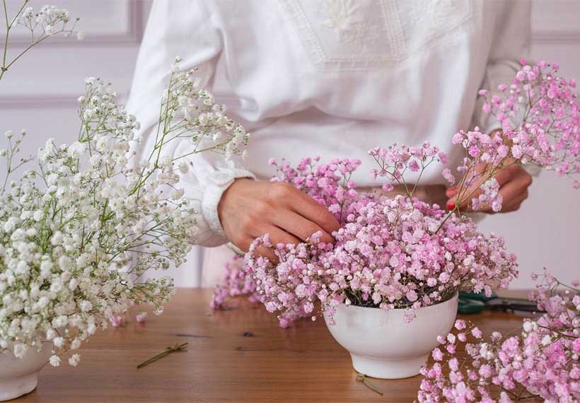 گل ژیپسوفیلا نماد چیست و هر رنگ آن چه معنایی دارد؟