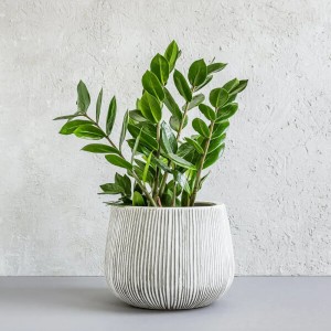 تصویر برای دسته  زاموفیلیا