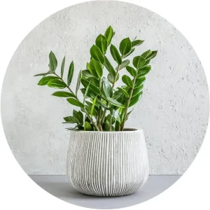 Picture for category ZZ Plants