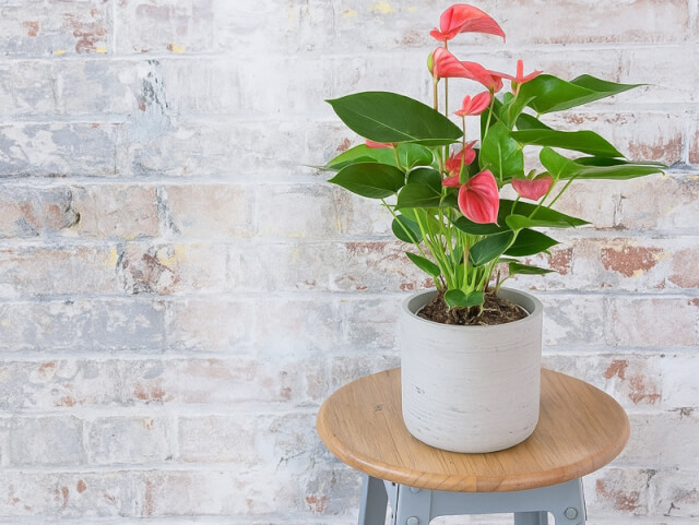 انواع گل آنتوریوم از کریستال تا مارتینی و نماد آن