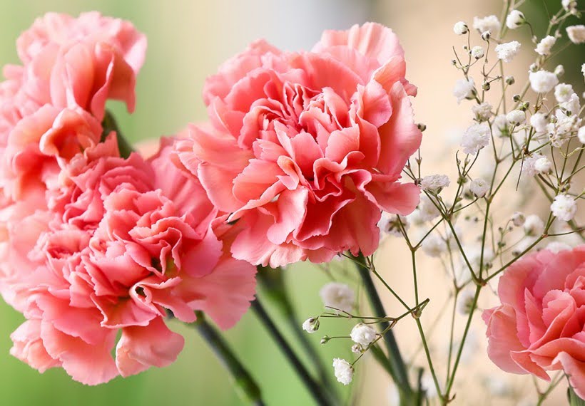 انواع گل میخک، از باغ‌های وسیع تا گلدان‌های کوچک آپارتمانی