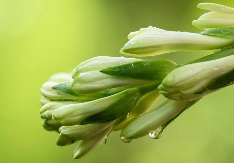 انواع گل مریم، نماد و نحوه نگهداری از این گل‌