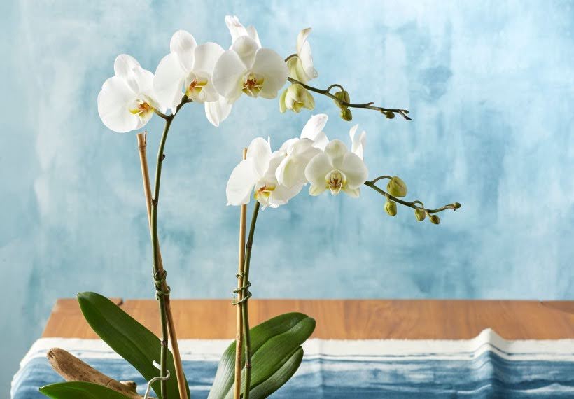 نگهداری گل ارکیده و انواع آن + مهم‌ترین نکات