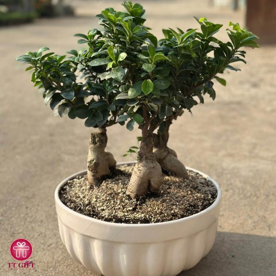 خرید اینترنتی گل آپارتمانی بن سای تهران