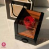 تصویر  گل رز جاودان قرمز موزیکال کشودار
