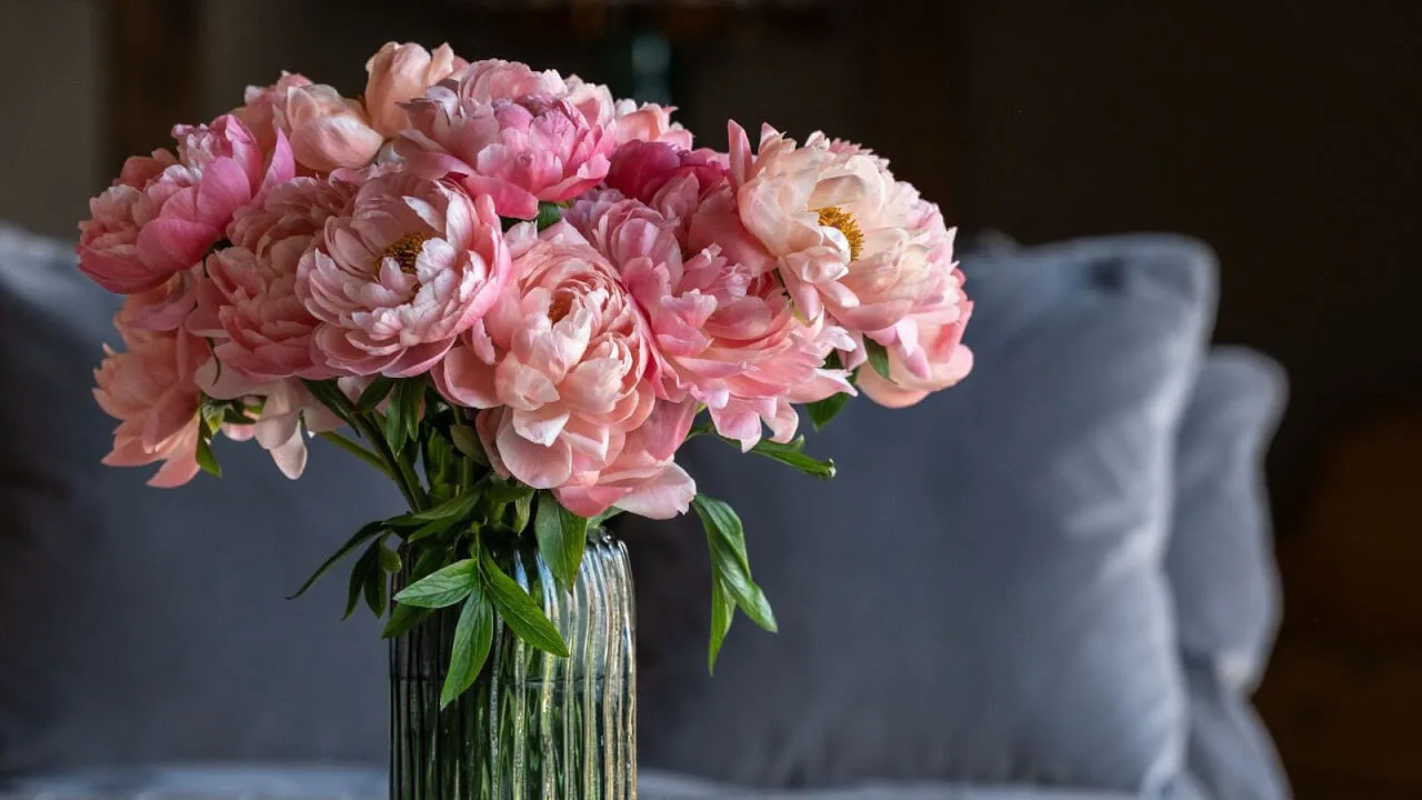 When Is Peony Season? A Complete Guide to Peony Flowers