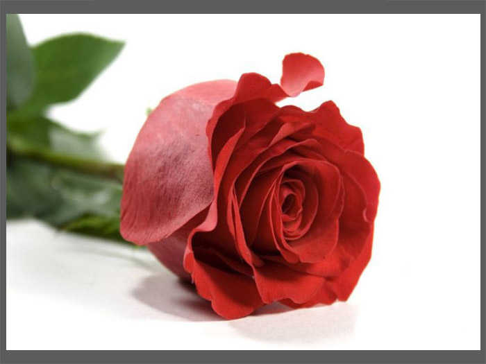 How to Keep Dutch Roses Fresh