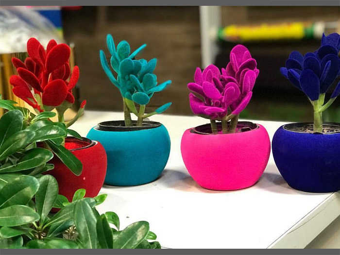 Crassula Plant: Care, Types, and Growing Guide