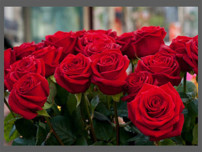 A Complete Guide to Roses