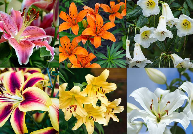 What Does the Lily Flower Symbolize? Meaning of Lily Colors and Their Uses