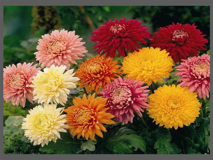 All About Chrysanthemum Flowers