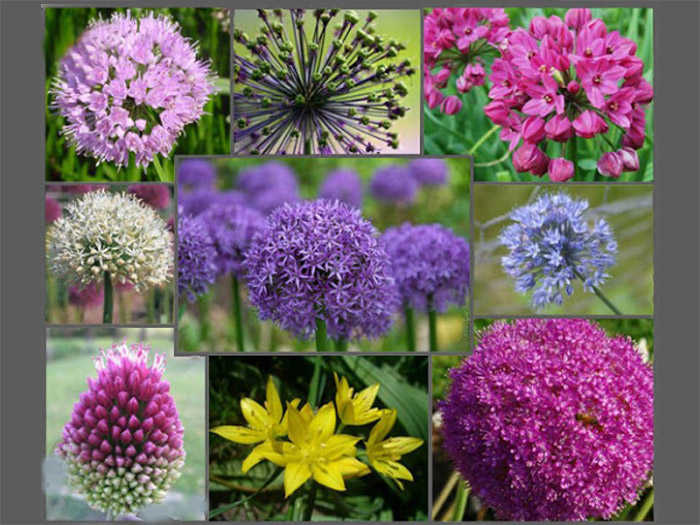 All About Allium Flowers