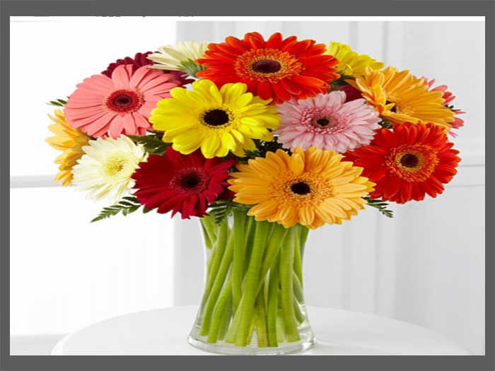 Getting to Know Gerbera Flowers