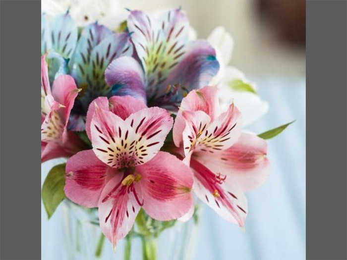 Getting to Know Alstroemeria Flowers