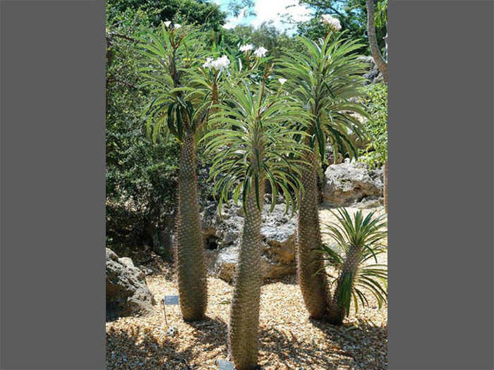 Madagascar Palm: A Complete Introduction and Care Guide